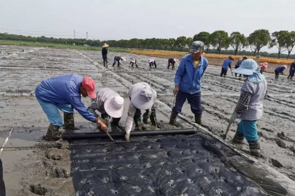 Biodegradable mulch film for rice
