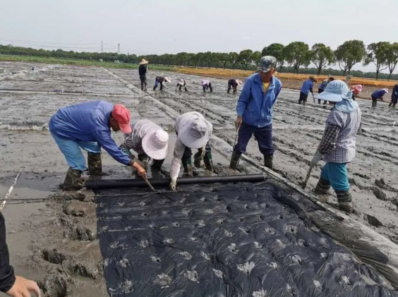 Biodegradable mulch film for rice